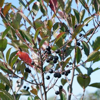 Aronia melanocarpa 'Low Scape Snowfire®' (221181)