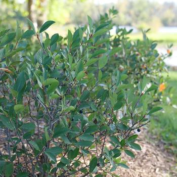 Aronia melanocarpa 'Low Scape Snowfire®' (221183)