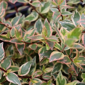 Abelia x grandiflora 'Tres Amigos®' (221185)