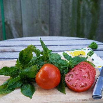 Lycopersicon esculentum Tempting Tomatoes® 'Garden Treasure' (221191)