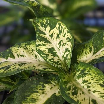 Dieffenbachia amoena