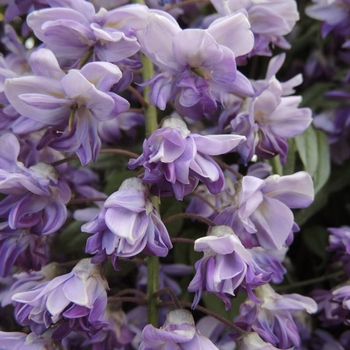 Wisteria floribunda 'MiniwiCB02' 