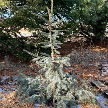 Picea 'Troemner' 