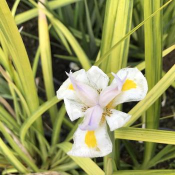 Dietes grandiflora 'Sunstripe' 