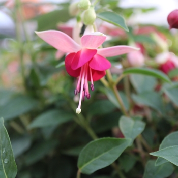 Fuchsia 'Paula Jane' 