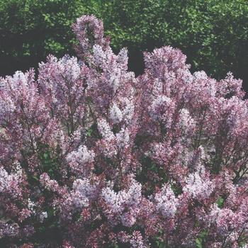 Syringa patula 'Dream Cloud™' (223086)