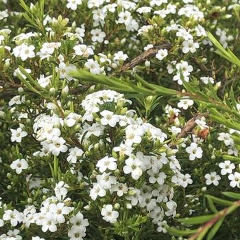 Coleonema pulchellum 'Monterey Rose' 