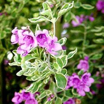 Prostanthera ovalifolia 'Variegata' 