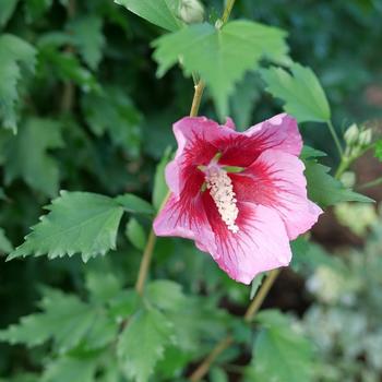 Hibiscus syriacus 'Red Pillar®' (224630)