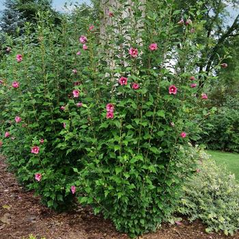 Hibiscus syriacus 'Red Pillar®' (224631)