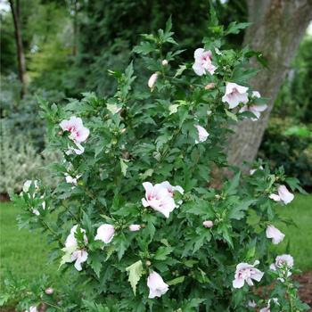 Hibiscus syriacus 'Starblast Chiffon™' (224635)