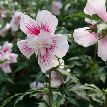 Hibiscus syriacus 'Starblast Chiffon™' (224637)