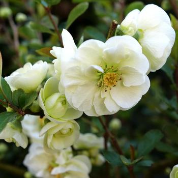 Chaenomeles speciosa 'Double Take Eternal White®' (224640)