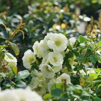 Chaenomeles speciosa 'Double Take Eternal White®' (224641)