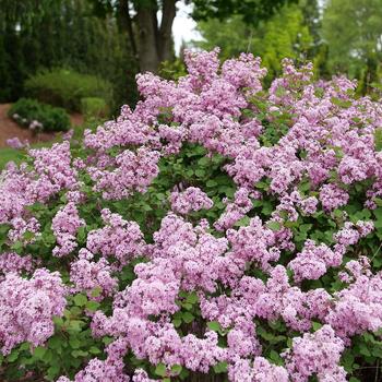 Syringa x pubescens Bloomerang Purpink® '' (224649)