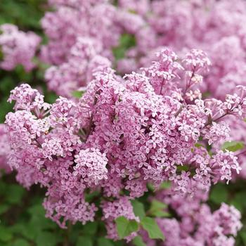 Syringa x pubescens Bloomerang Purpink® '' (224650)