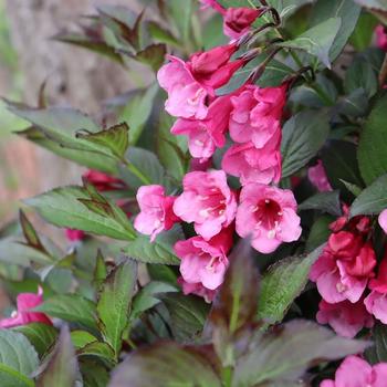 Weigela florida 'Sonic Bloom Wine™' (224653)