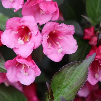 Weigela florida 'Sonic Bloom Wine™' (224654)