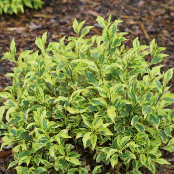 Weigela florida 'Bubbly Wine®' (224658)