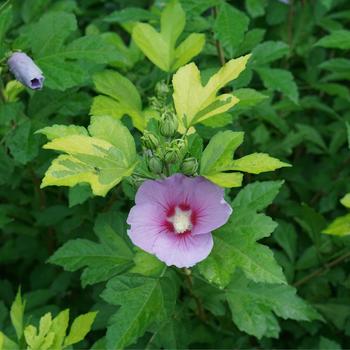 Hibiscus syriacus 'Paraplu Adorned®' (224739)