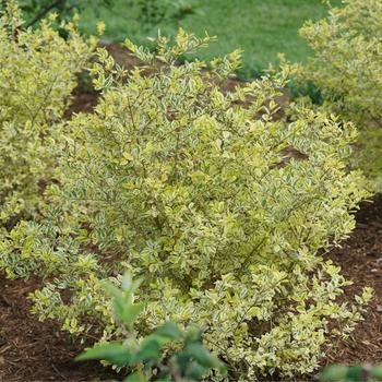 Ligustrum ovalifolium 'Good Vibrations®' (224741)