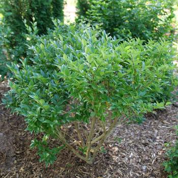 Ligustrum japonicum 'Kindly™' (224757)