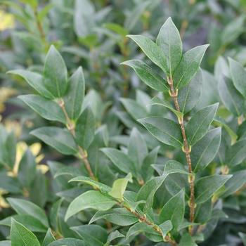 Ligustrum japonicum 'Kindly™' (224758)