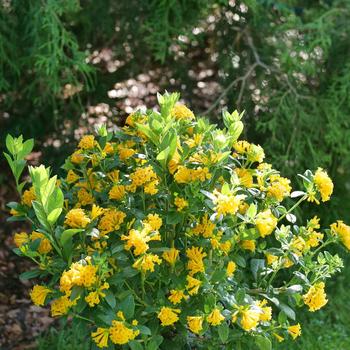 Cestrum corymbosum 'Juiced® Orange' (224768)