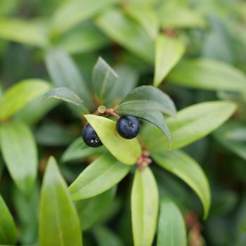 Sarcococca hookeriana 'Sweet & Lo™' (224771)