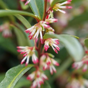 Sarcococca hookeriana 'Sweet & Lo™' (224772)