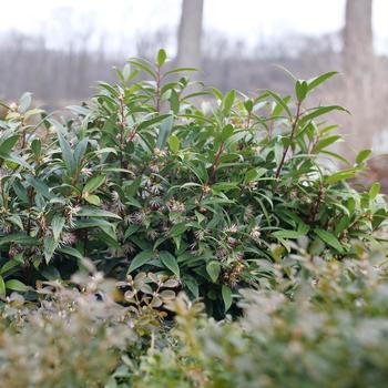 Sarcococca hookeriana 'Sweet & Lo™' (224773)