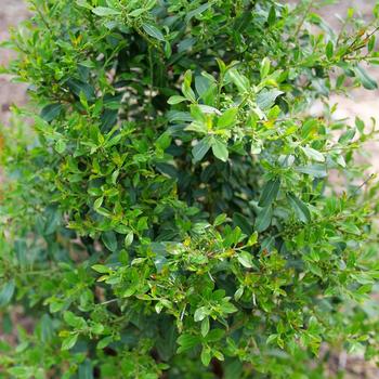 Ilex glabra 'Squeeze Box®' (224782)