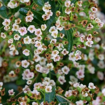 x Pyracomeles 'Berry Box®' (224788)