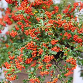 x Pyracomeles 'Berry Box®' (224791)