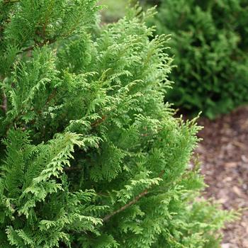 Chamaecyparis pisifera 'Cedar Rapids®' (224792)