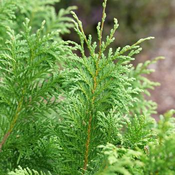 Chamaecyparis pisifera 'Cedar Rapids®' (224793)