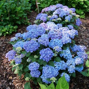 Hydrangea macrophylla 'Let's Dance Lovable®' (224796)