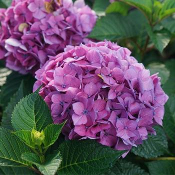 Hydrangea macrophylla 'Let's Dance Lovable®' (224797)