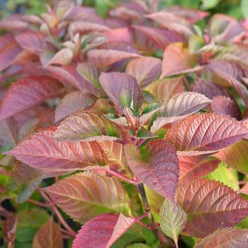 Hydrangea macrophylla 'Let's Dance Lovable®' (224798)