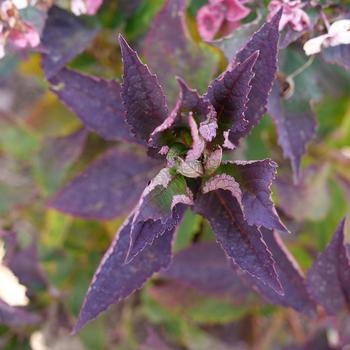 Hydrangea serrata 'Tuff Stuff Top Fun®' (224802)