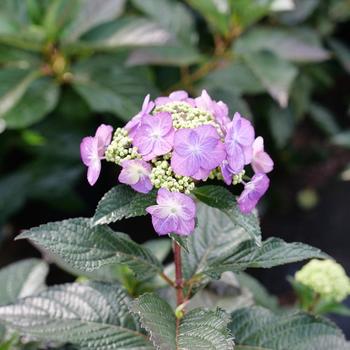 Hydrangea serrata 'Tuff Stuff Top Fun®' (224803)