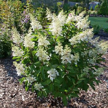 Hydrangea paniculata 'Pinky Winky Prime®' (224870)