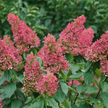 Hydrangea paniculata 'Pinky Winky Prime®' (224871)