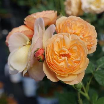 Rosa Flavorette® 'Honey-Apricot' (224939)