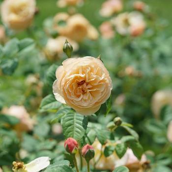 Rosa Flavorette® 'Honey-Apricot' (224940)