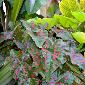 Caladium Painted Frog™ 'Poison Dart Frog' (225136)