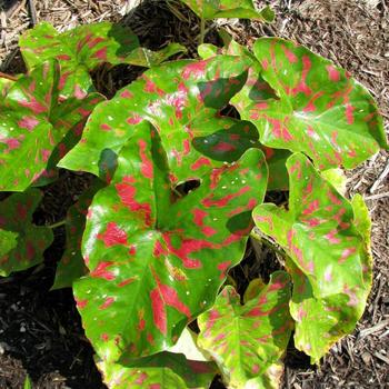 Caladium Painted Frog™ 'Poison Dart Frog' (225137)