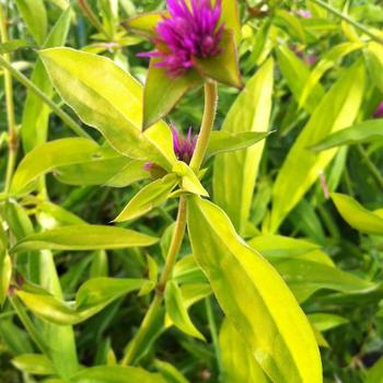 Gomphrena globosa 'Cosmic Flare' (225147)