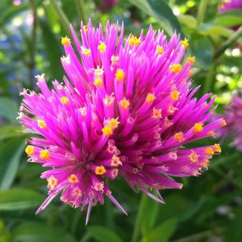 Gomphrena globosa 'Cosmic Flare' (225149)