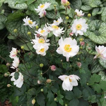 Anemone Frilly Knickers, Plants for Sale